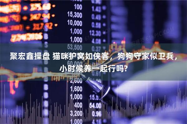 聚宏鑫操盘 猫咪护窝如侠客，狗狗守家似卫兵，小时候养一起行吗?